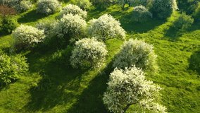 Gorgeous garden with blooming lush apple trees on a sunny day. Bird's eye view. Concept of the ecology. Location Ukraine, Europe. Cinematic aerial shot. Beauty of earth. Filmed in 4k, drone video.