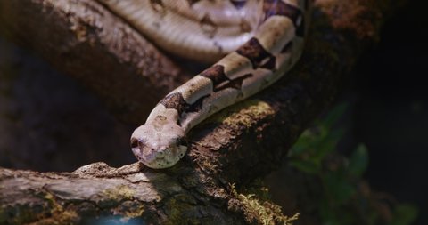 Boa Constrictor snake stretched out over a log and is looking into the camera.