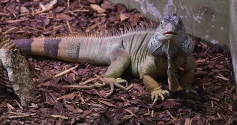 A wildlife shot of a Green Iguana resting on the ground covered with wood chips and looking into the camera.