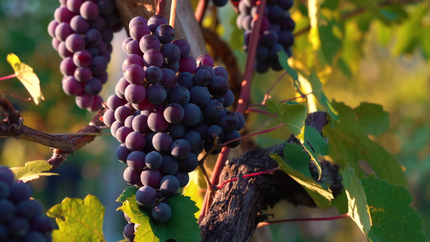 Close up of bunches of ripe red grapes. Grape vineyard sunset. Italy. Wine grape harvest. Vitamins.slider shot.autumn