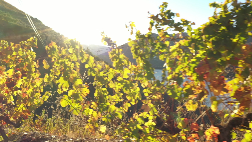 The sun peaking through Vines in the beautiful Douro valley in Portugal Royalty-Free Stock Footage #1084209586