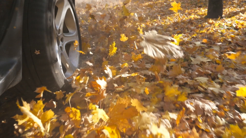 Close up of wheel powerful car driving on park road over yellow autumn leaves in sunny day. Colorful autumn foliage flies out from under wheel of auto. Slow motion