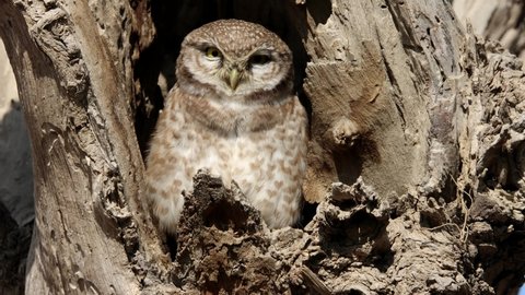 The spotted owlet (Athene brama) nesting in old tree hole 4k clip