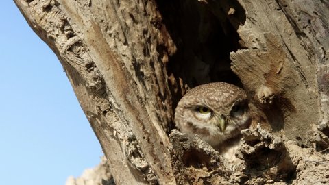 The spotted owlet (Athene brama) nesting in old tree hole 4k clip