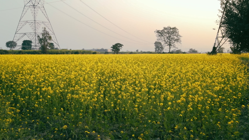A shot taken with a drone advancing low over a yellow rapeseed field against a background of sunny sky. Aerial view of mustard fields in Dehradun, India. Sunny, wide shot of large rape field. Royalty-Free Stock Footage #1084214884