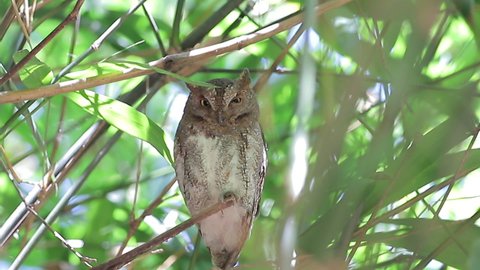 Owl, Oriental Scops Owl (Otus sunia) standing on a branch   