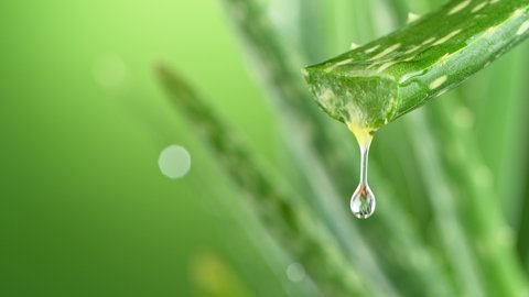 Super slow motion of dropping aloe vera liquid from leaf. Filmed on very high speed cinema camera at 1000 fps