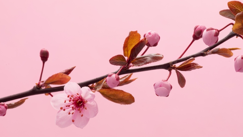 4K Time Lapse of flowering Cherry flowers on pink background. Spring timelapse of opening Sakura flowers on branches Cherry tree. Royalty-Free Stock Footage #1084217035