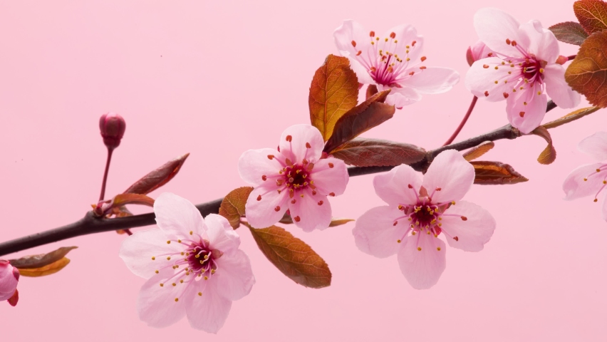 4K Time Lapse of flowering Cherry flowers on pink background. Spring timelapse of opening Sakura flowers on branches Cherry tree. | Shutterstock HD Video #1084217035