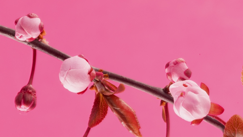 4K Time Lapse of flowering Cherry flowers on pink background. Spring timelapse of opening Sakura flowers on branches Cherry tree. Royalty-Free Stock Footage #1084217050