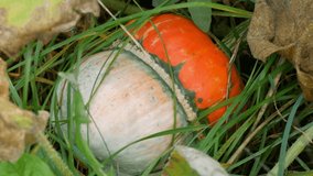 An interesting unusual pumpkin in the shape of a mushroom grows in the garden in green and yellow deciduous tops, autumn harvest