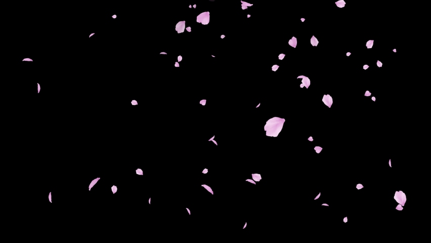 Pink cherry petals. Realistic falling blossoms. Spring decoration. Easter. Overlay. Isolated flowers. Black screen. 23,98 fps Royalty-Free Stock Footage #1084219153