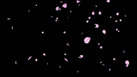 Pink cherry petals. Realistic falling blossoms. Spring decoration. Easter. Overlay. Isolated flowers. Black screen. 23,98 fps
