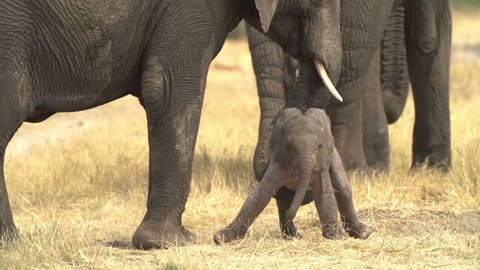 Wildlife in Africa. Incredible footage of newly born baby elephant being helped to stand by its mother. 