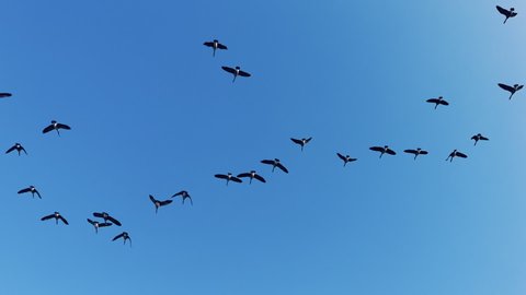 Flock of geese flying in a V formation. Birds Geese flying in formation, Blue sky background. Migrating Greater birds flying in Formation