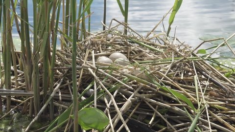 Bird's Nest Guide. Nidology. European coot (Fulica atra) nest on a eutrophied lake with an abundance of common reed (Phragmites australis)