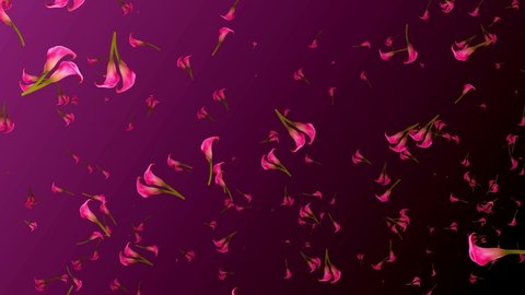 Abstract Seasonal Dark Pink Ambient Light Calla Lily Flowers Blowing In The Wind Background Seamless Loop Animation