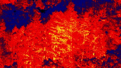 Snowfall over the forests, large flakes of snow. Cold blue spruce and warm red deciduous forest. Thermal imager