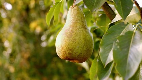 Fresh ripe juicy pear hang on tree branch in orchard. Ripe yellow pear on branch of pear tree in orchard for food outside.