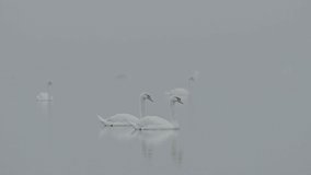 swans on the lake on foggy cold morning