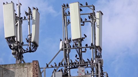 Many Birds Standing Over The Cell Phone Antenna Tower