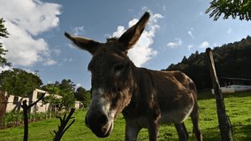 Video 4K with two donkeys on slope in farm field of green grass. Domestic rural animals like burro in village. Background is green lawn and perfect blue sky with jennet. Portrait of jackass.