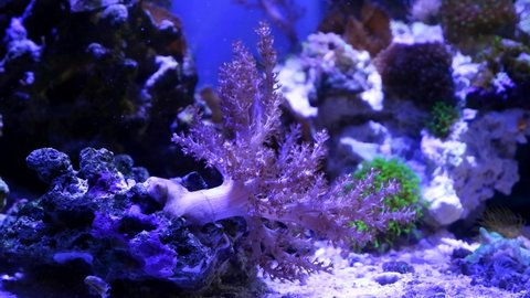 Kenya tree coral polyp attached to a rock move branches and tentacles in powerful strong circular current, healthy and active animal grow in nano reef marine aquarium, mysterious actinic blue light