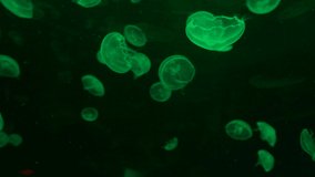 Ungraded: Green jellyfish swim in the water. Ungraded H.264 from camera without re-encoding.