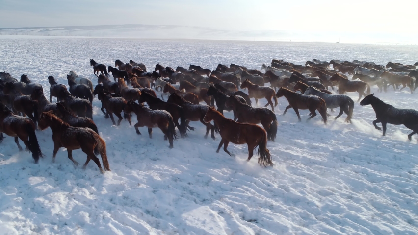Aerial sideways flight close to running strong horses large herd. Equine fast run across winter snowy field steppe. Frosty steam. Horizon, open space. Cinematic wildlife landscape. Strength, might Royalty-Free Stock Footage #1084241413