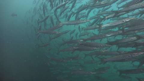  Underwater footage of a school of barracuda (Sphyraena sp.) fish from bellow. Filmed in the Gulf of Thailand, Thailand.