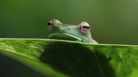 Rhacophorus prominanus or the malayan flying frog closeup on green leaves, the malayan flying frog rhacophorus prominanus closeup 