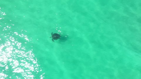Sea turtle swimming through blue pristine water