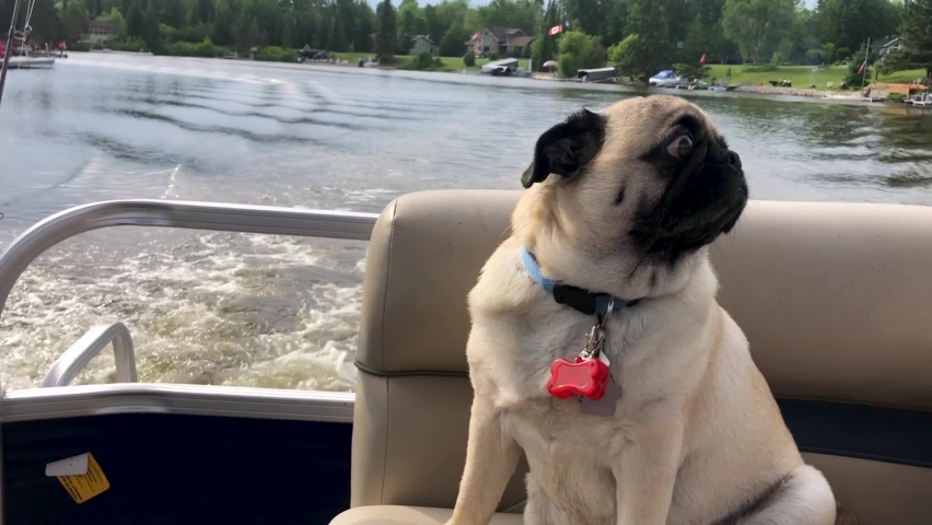 Pug Dog sitting on pontoon boat while travelling on lake looking forward Manitoba Canada