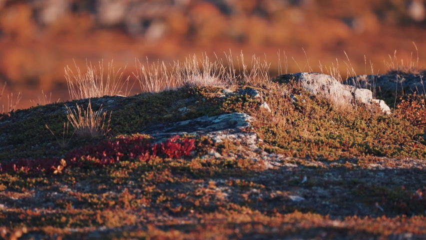 Shutterstock video thumbnail