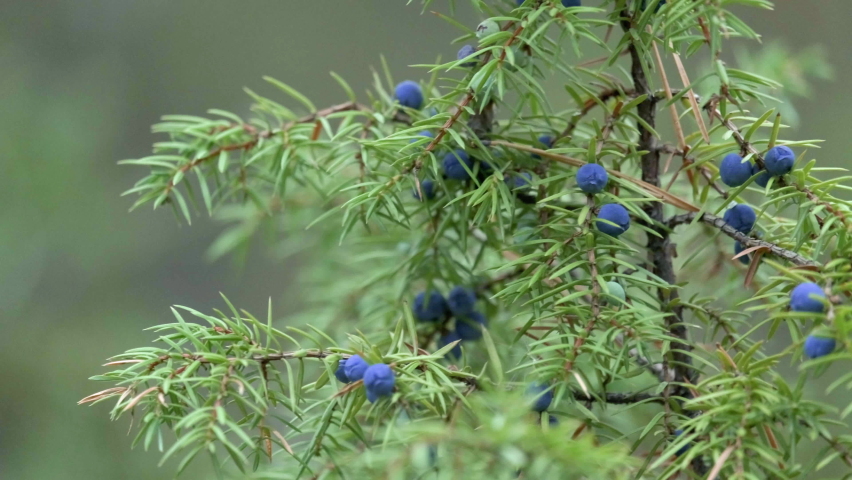Bunch of juniper berries in autumn. Rocky Mountain Juniper with juniper berries. Juniperus scopulorum. Semi-fleshy, bluish cones. Found widely throughout the Rocky Mountain region Royalty-Free Stock Footage #1084247893