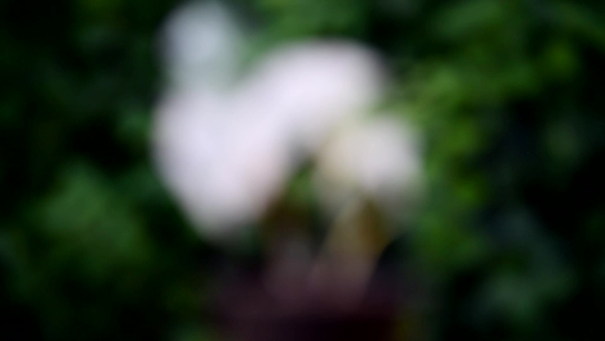Turn focus to syngonium podophyllum variegated in the pot 