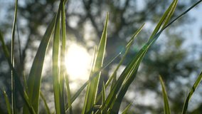 Close-up view 4k stock video footage of fresh green spring or summer petals of grass growing outdoor in evening. Grassy foliage isolated on sunny sunset sky blurry background