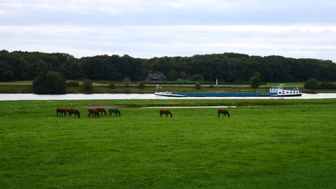 Netherlands, Limburg, Kessel, 2020 October 2, 3 pm, an horse pasture into the valley of the river Maas,  a small herd of young horses is playing and grazing near the bank, An inland cargo ship 