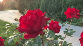 Beautiful red roses highlights the golden rays of the setting sun in the garden. For video presentation, background,  advertising.