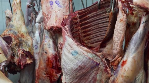 Beef carcasses hanging on hooks in a meat factory.