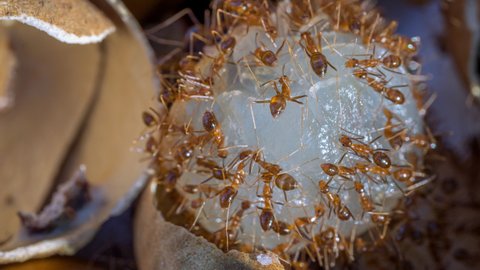 A group of ants eat the meat of sweet longan, fruit in Thailand