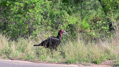 A southern ground hornbill hunting for insects in Kruger National Park, South Africa