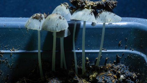Poisonous toadstool mushrooms grow in a time lapse flower pot
