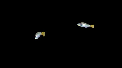 FISH Animation, Fish Swim Matte Screen Video, 3D Animation, Underwater, Single and Group, With Matte, Fish Swimming, Dancing fish
