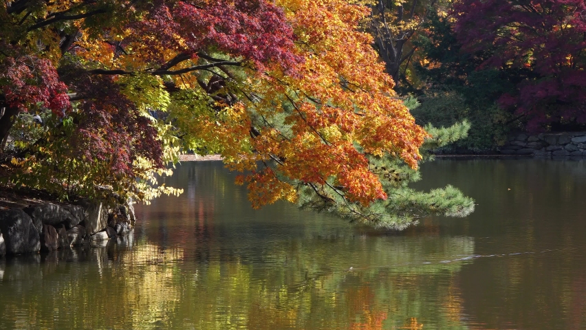 Colorful Autumn foilage tree branches bent over the Chundangji pond, South Korea