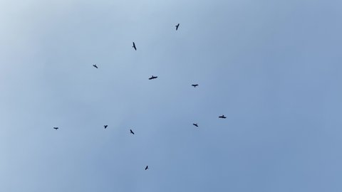 Looking Up At Silhouette Of Birds Gently Circling Against Clear Sky. Locked Off