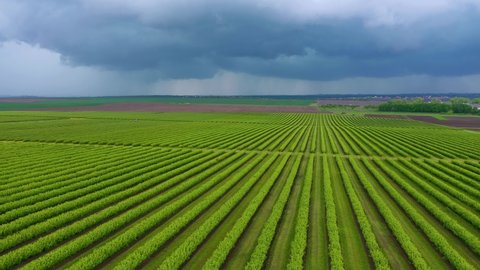 Spectacular view of rows blackcurrant bushes from a bird's eye view. Concept of agrarian industry. Agricultural region Ukraine, Europe. Cinematic drone shot. Filmed in UHD 4k video. Beauty of earth.