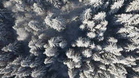 Frozen Christmas trees in the sunlight from a bird's eye view. Shooting top down. Location Carpathian mountains, Ukraine, Europe. Cinematic aerial shot. Beauty of earth. Filmed in 4k, drone video.