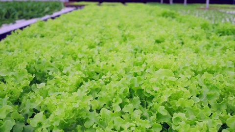 Dolly shot of organic freshness vegetables hydroponic green house. Farm-based salad nurseries,organic vegetables garden growing on soiless water system in greenhouse plantation with quality control.