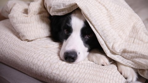Funny cute puppy dog border collie lying on pillow under blanket in bed. Do not disturb me let me sleep. Pet dog lying nap sleeping at home indoors. Funny pets animals life concept
